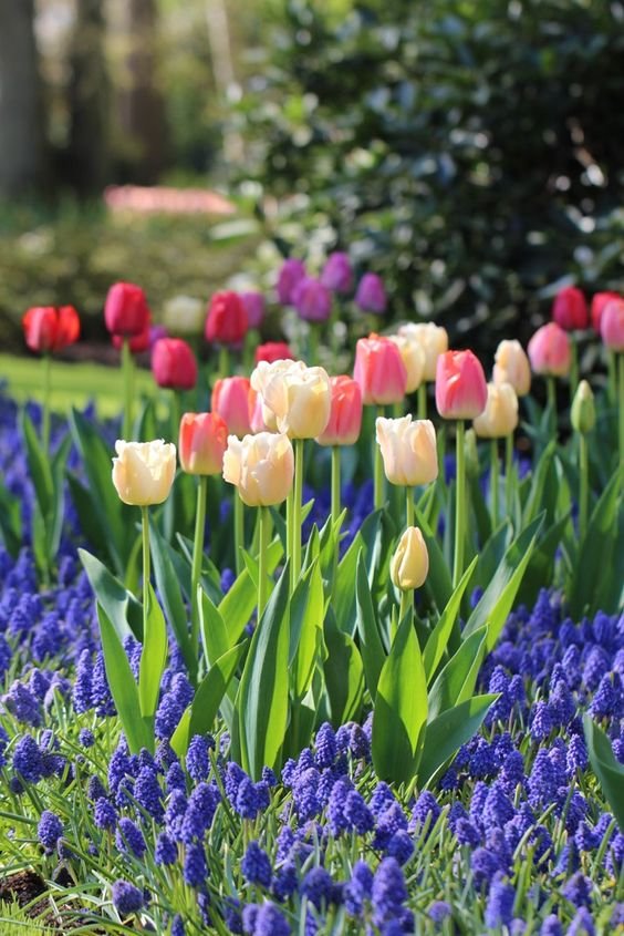 Fall is the time to plant spring-blooming bulbs such as tulips, daffodils, crocus and alliums. Before ordering your bulbs, here are a few tips to guarantee great results next spring. Pick a Color Theme Interior designers often work with a color palette â a selection of colors chosen to give a room or a home